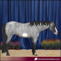 Horse Color:Brown Roan Frame Rabicano