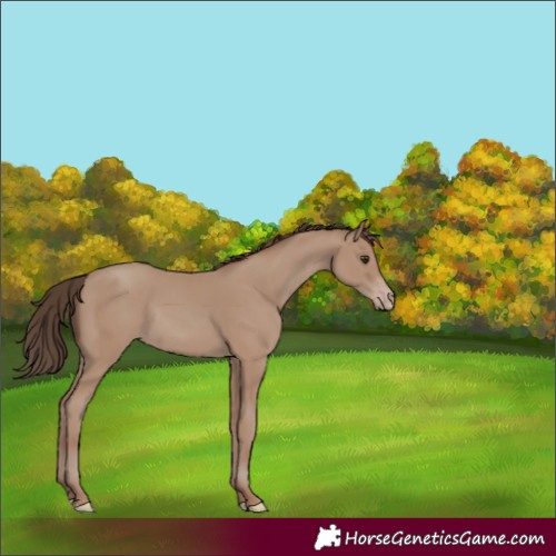 Horse Color:Classic Champagne Rabicano 