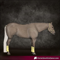 Horse Color:Silver Grullo