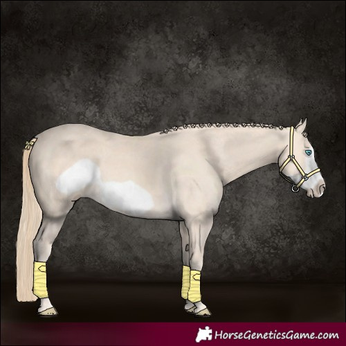 Horse Color:Perlino Frame
