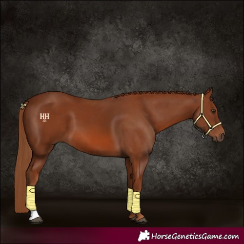 Horse Color:Chestnut 
