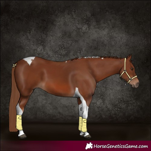 Horse Color:Chestnut Tobiano 