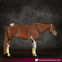 Horse Color:Chestnut Tobiano 