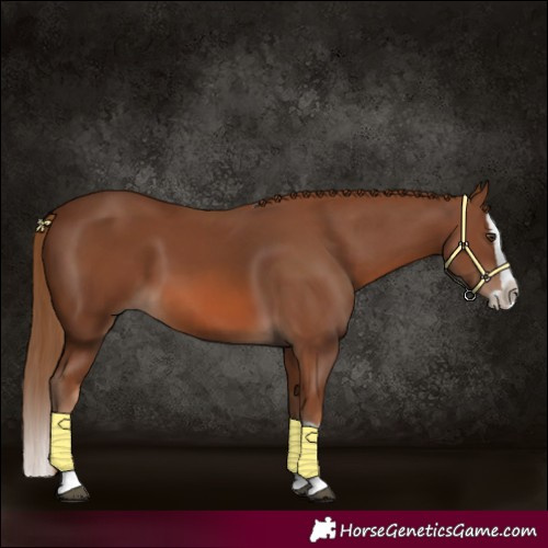 Horse Color:Chestnut Splash 