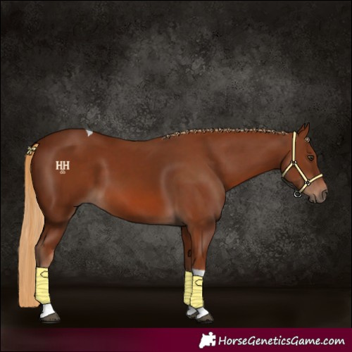 Horse Color:Chestnut Tobiano 