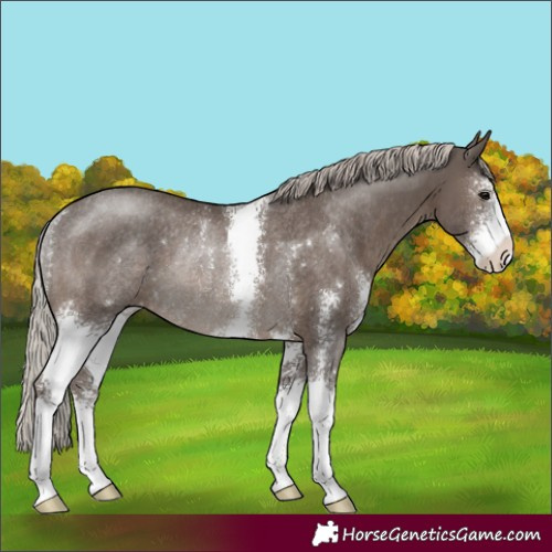 Horse Color:Silver Black Sabino Appaloosa Rabicano 