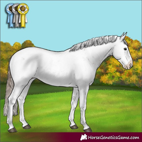 Horse Color:Black Pearl Sabino Rabicano 