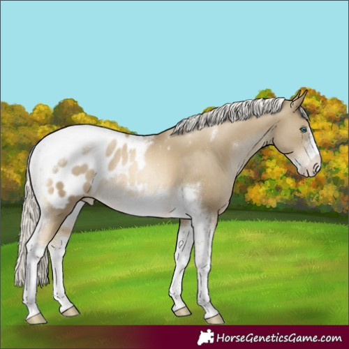 Horse Color:Silver Smoky Black Pearl Tobiano Frame Appaloosa Rabicano 