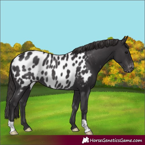 Horse Color:Smoky Black Appaloosa Rabicano 