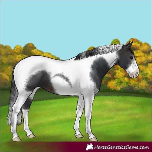Horse Color:Brown Tobiano Frame 