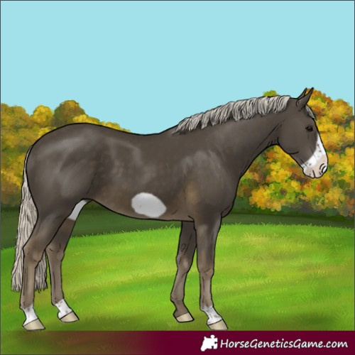 Horse Color:Silver Smoky Black Frame