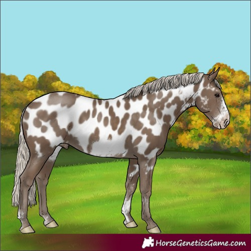 Horse Color:Silver Smoky Black Sabino Frame Appaloosa Rabicano 