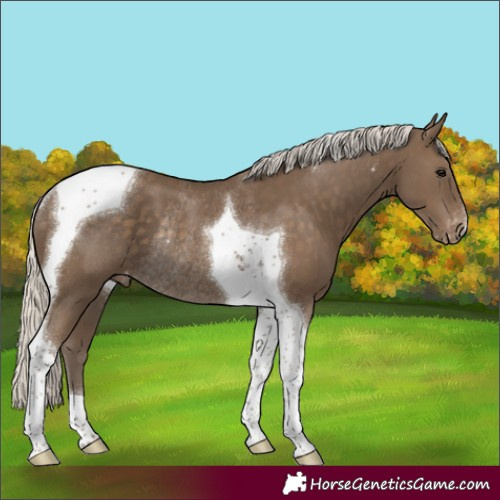 Horse Color:Silver Smoky Black Tobiano Appaloosa Rabicano 