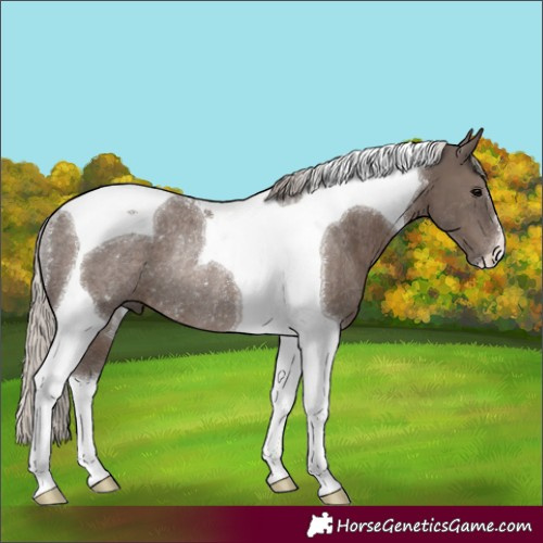 Horse Color:Silver Black Tobiano Rabicano 