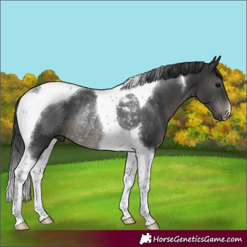 Horse Color:Black Tobiano Rabicano 