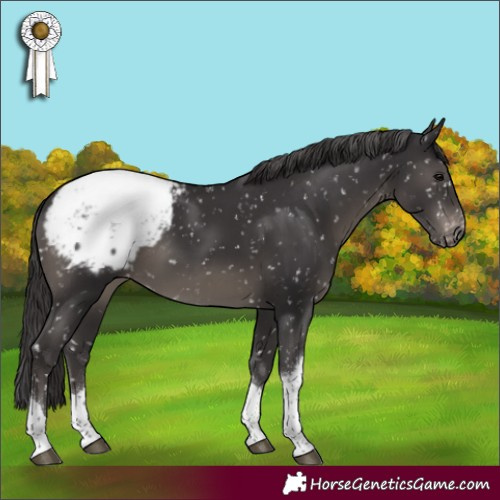 Horse Color:Smoky Black Tobiano Appaloosa