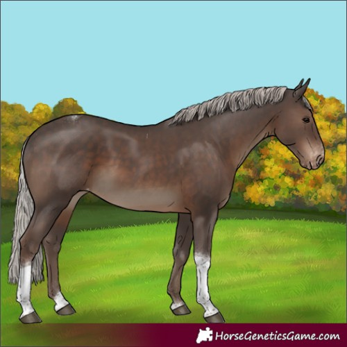 Horse Color:Silver Black Tobiano Appaloosa 