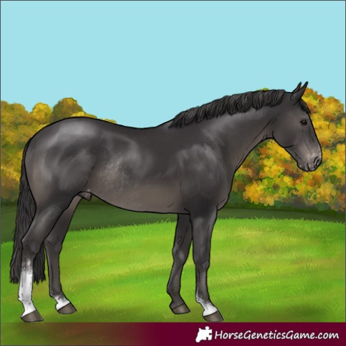 Horse Color:Smoky Black Sabino Appaloosa Rabicano