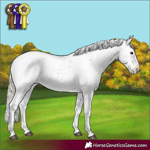 Horse Color:Chocolate Palomino Sabino Appaloosa 