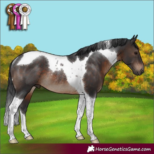 Horse Color:Brown Tobiano Rabicano 
