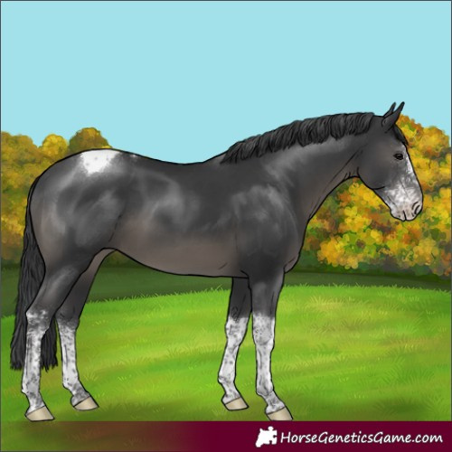 Horse Color:Black Sabino Tobiano 