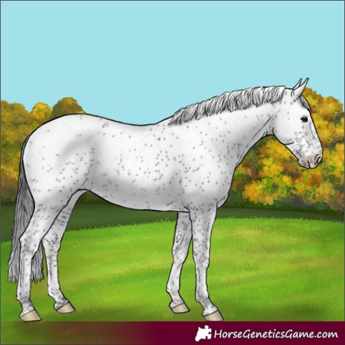 Horse Color:Black Sabino Rabicano 