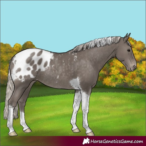 Horse Color:Silver Smoky Black Tobiano Appaloosa Rabicano