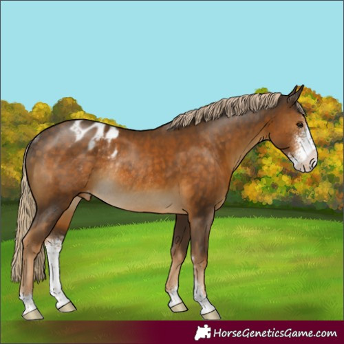 Horse Color:Chocolate Palomino Sabino Appaloosa Rabicano 