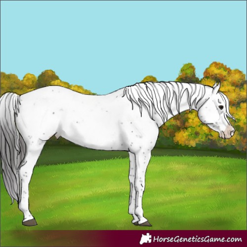 Horse Color:Smoky Black Sabino Appaloosa Rabicano 