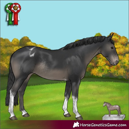 Horse Color:Black Tobiano Appaloosa Rabicano
