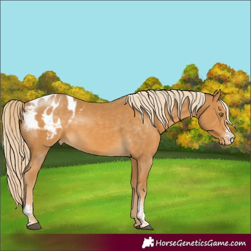 Horse Color:Palomino Sabino Appaloosa 