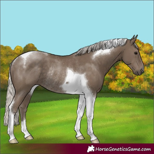 Horse Color:Silver Smoky Black Tobiano Rabicano 
