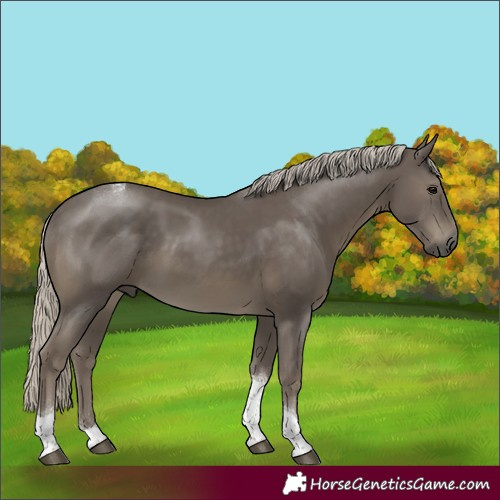 Horse Color:Silver Smoky Black Tobiano 