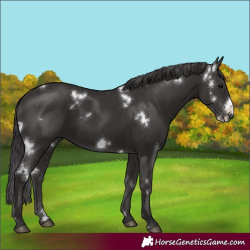 Horse Color:White Spotted Smoky Black Frame Rabicano 