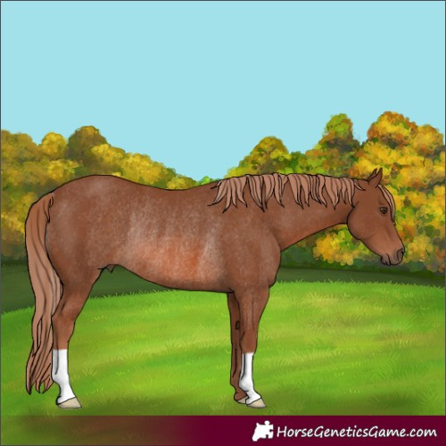 Horse Color:Chestnut Rabicano 