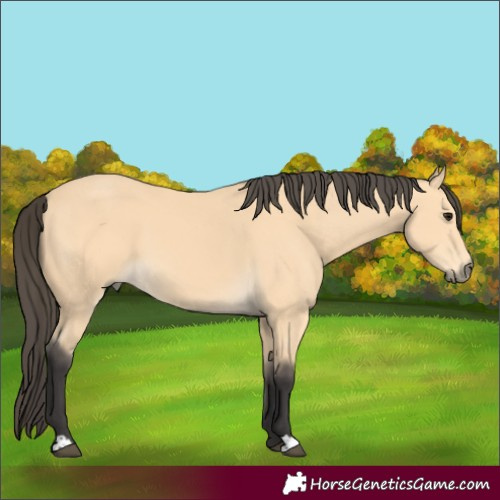 Horse Color:Buckskin 