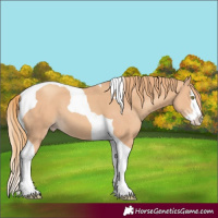 Horse Color:Gold Champagne Splash Tobiano