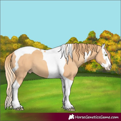 Horse Color:Gold Champagne Splash Tobiano 