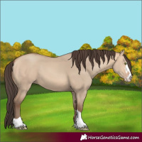 Horse Color:Amber Champagne Dun 
