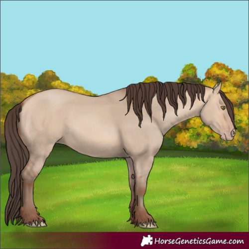Horse Color:Amber Champagne Dun