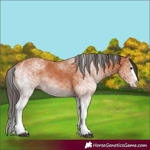 Horse Color:White Spotted Bay Splash