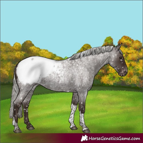 Horse Color:Liver Red Roan Mushroom Tobiano Snowcap Rabicano 