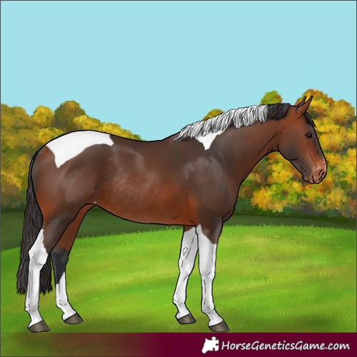 Horse Color:Bay Tobiano Appaloosa Rabicano