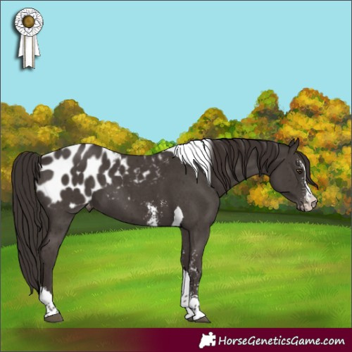 Horse Color:Liver Chestnut Sabino Tobiano Appaloosa 