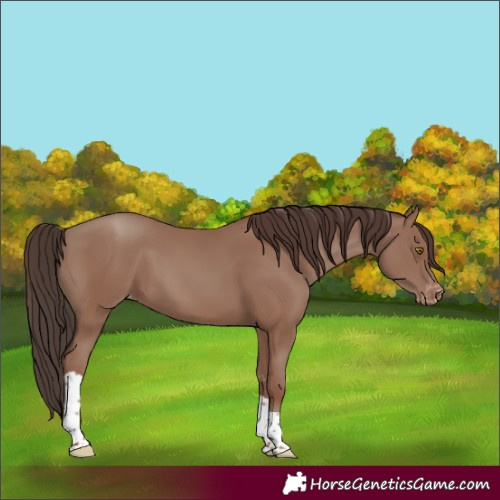 Horse Color:Classic Champagne Sabino Tobiano Varnish