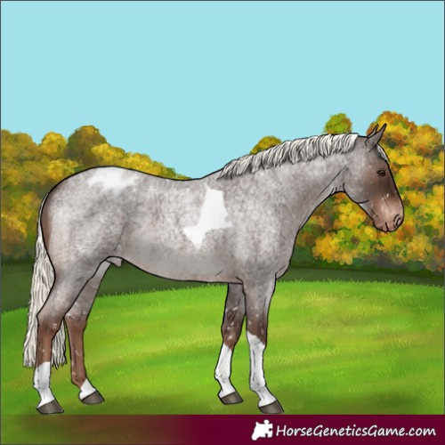 Horse Color:Liver Red Roan Mushroom Tobiano Appaloosa 