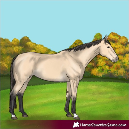Horse Color:Buckskin
