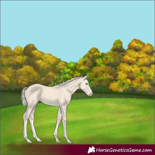 Horse Color:Cremello 