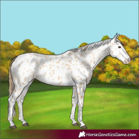 Horse Color:Red Dun Leopard 