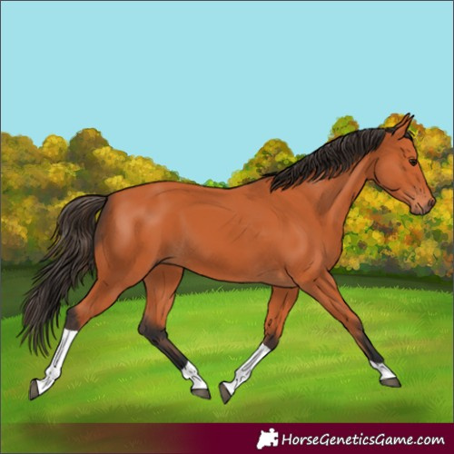 Horse Color:Bay Tobiano 